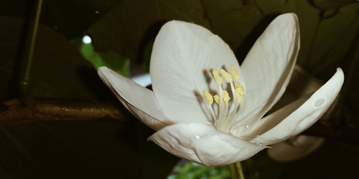 #Flower