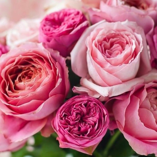 roses
