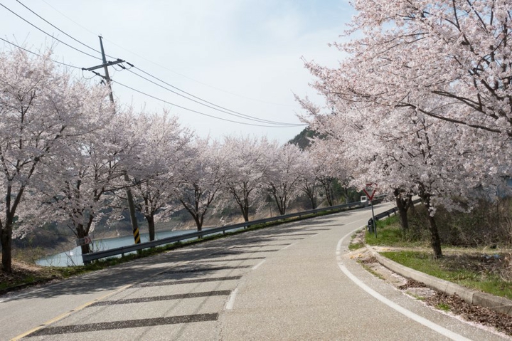 벚꽃