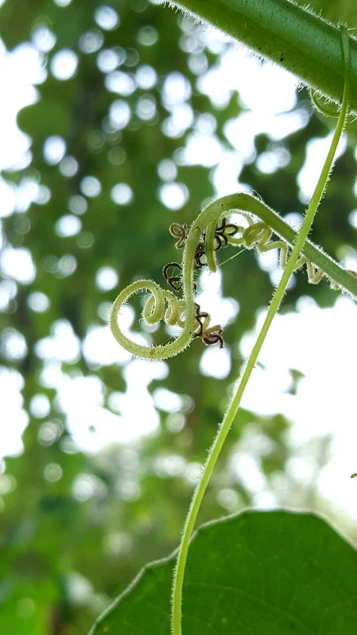 macro photography