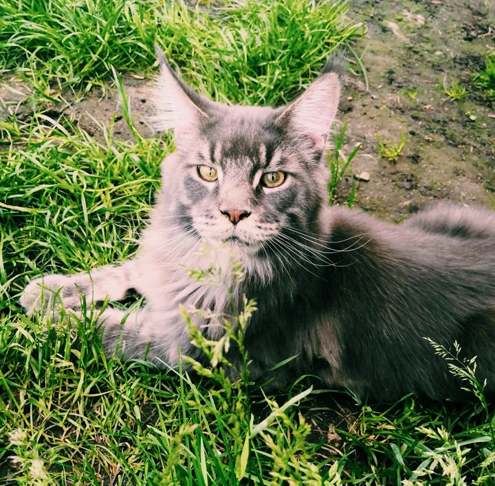 main-kun kitty