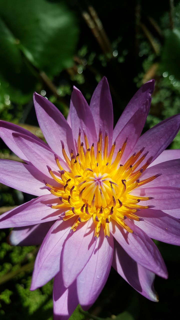 The tropical Lily-with light blur spots