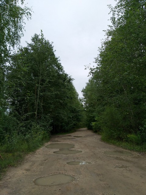 forest path