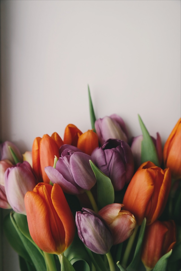 Colorful Tulip