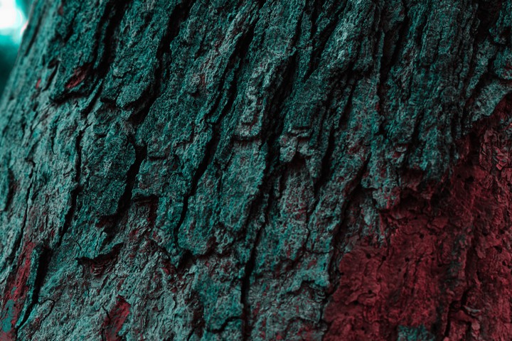 bloody tree