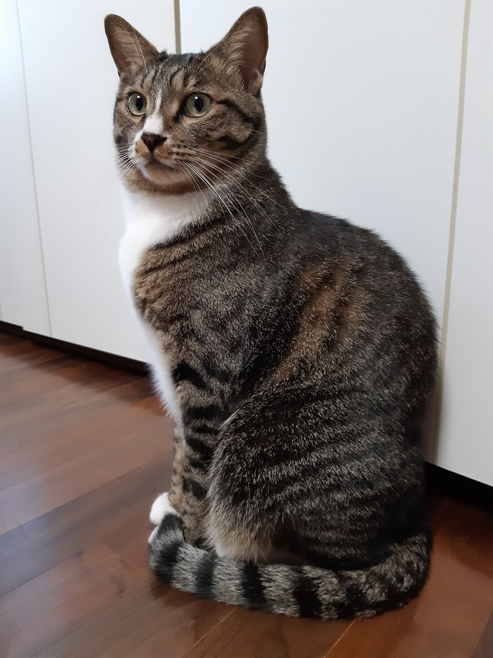 Кот