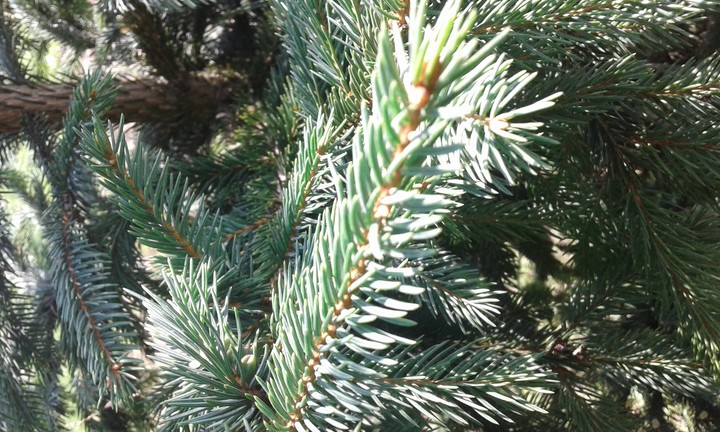 tree