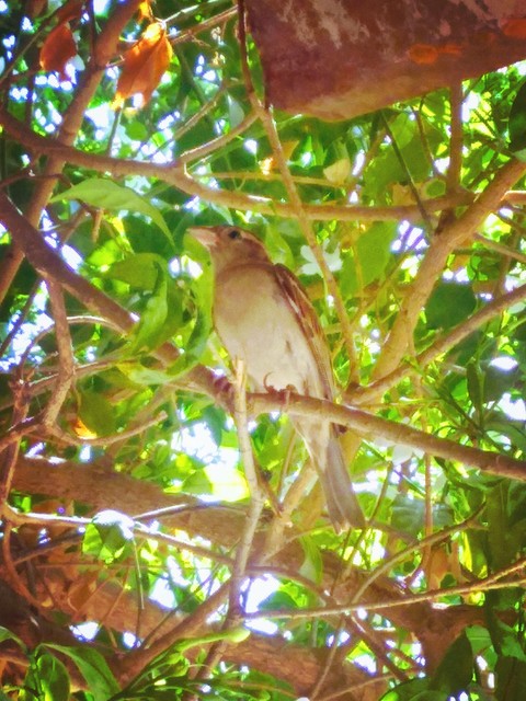 small sweet bird
