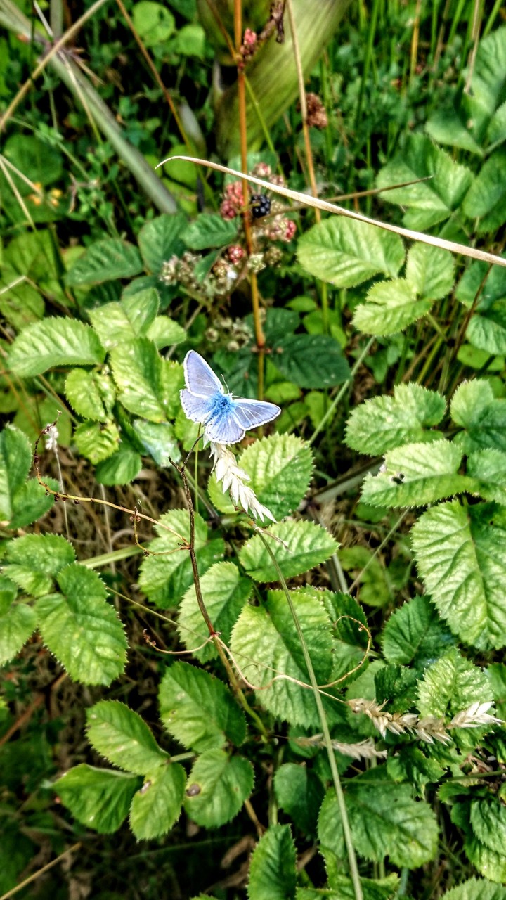 manged to capture this lovely butterfly whilst fishing.