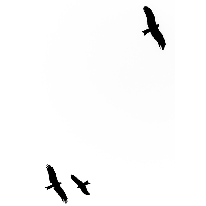 eagles