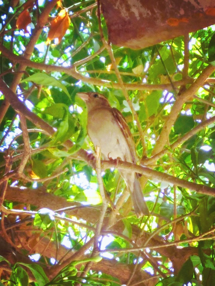 small sweet bird