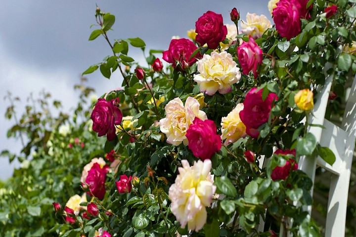 A Garden of Beautiful Roses....