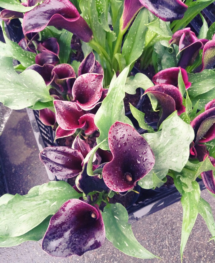 beautiful color