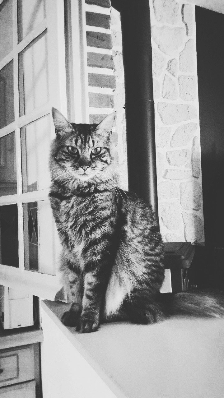 A day in the life of a French Maine Coon