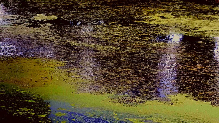 duckweed