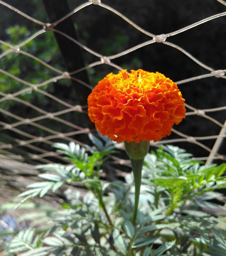 marigold flower