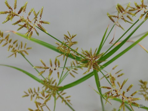作品, grass壁纸