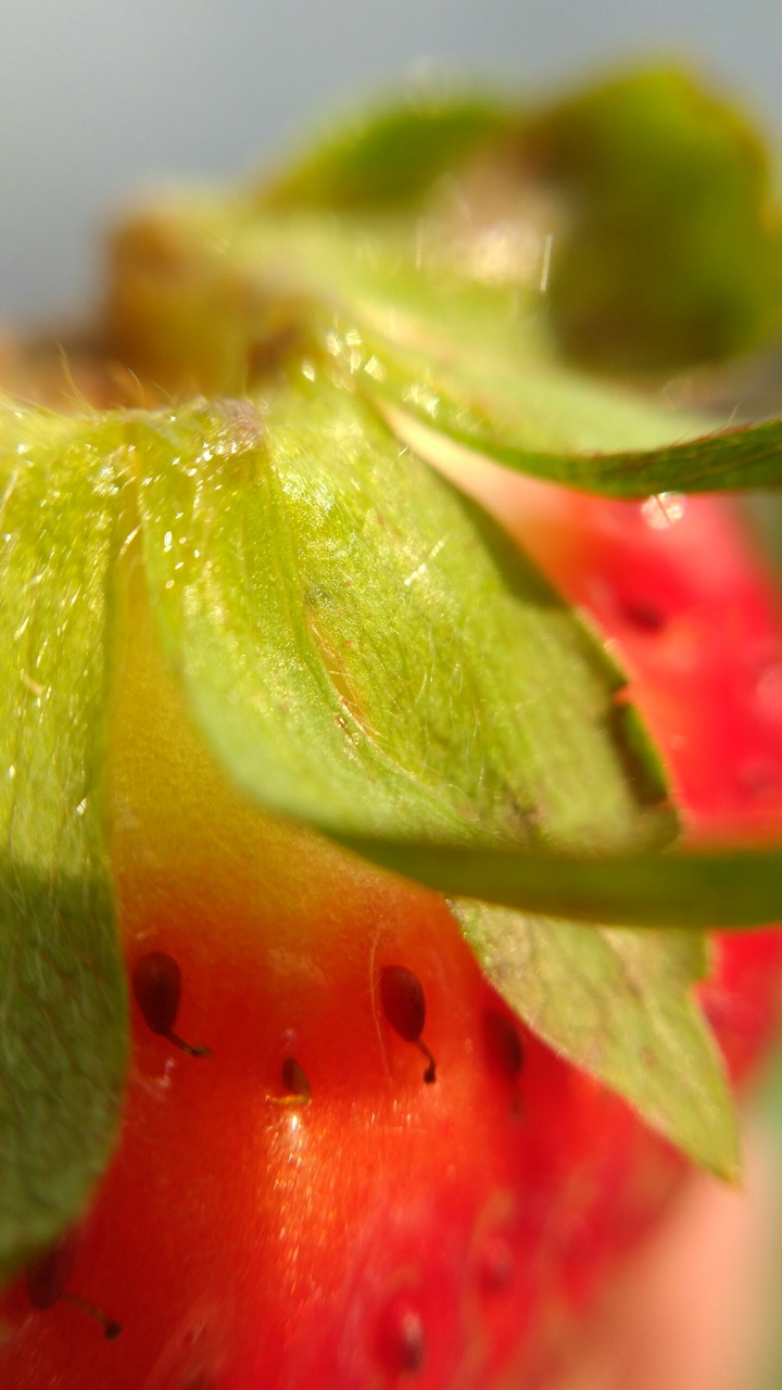 strawberry