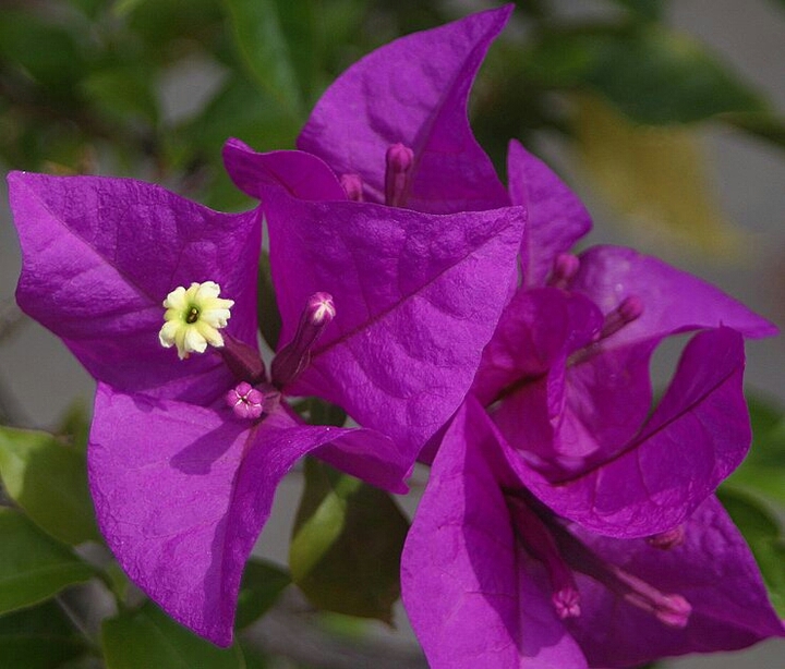 Bougainvillea