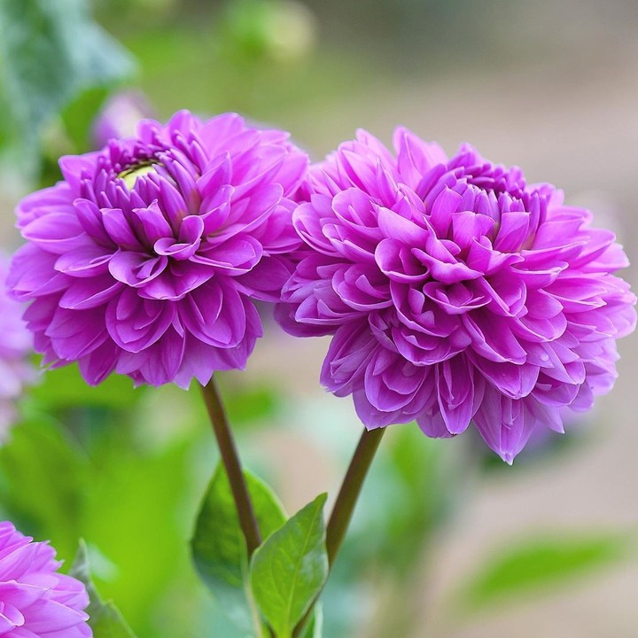 Purple flowers.