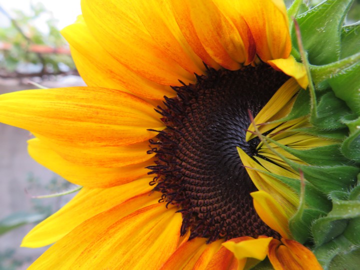 Sunflower