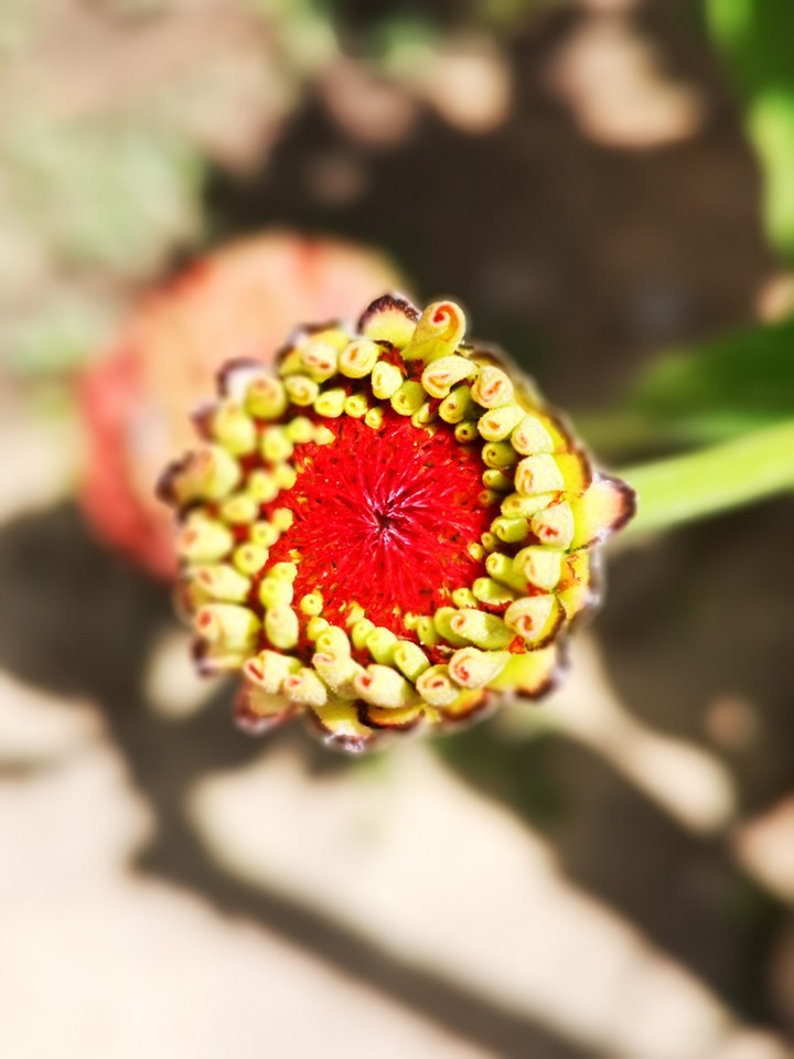Aperture flower
