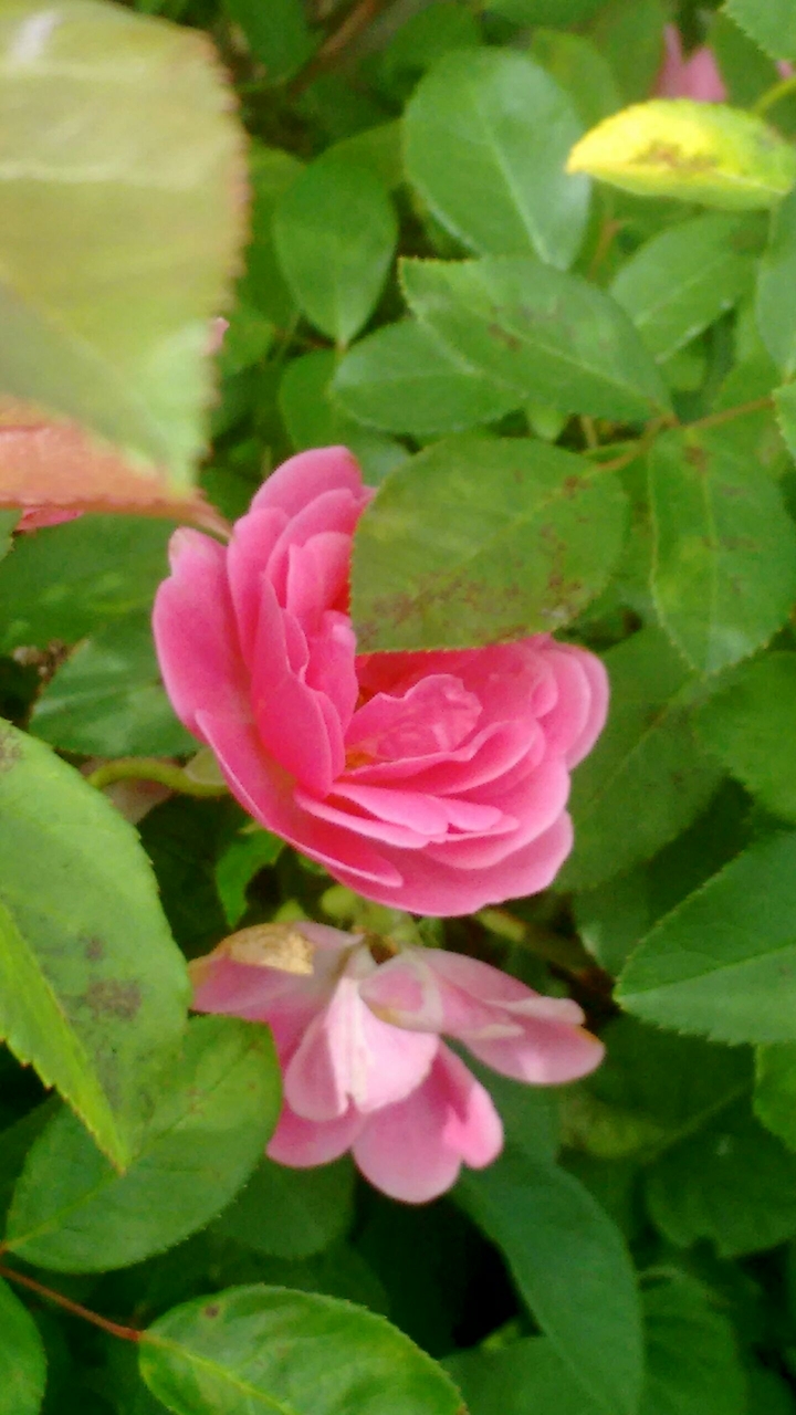 flores