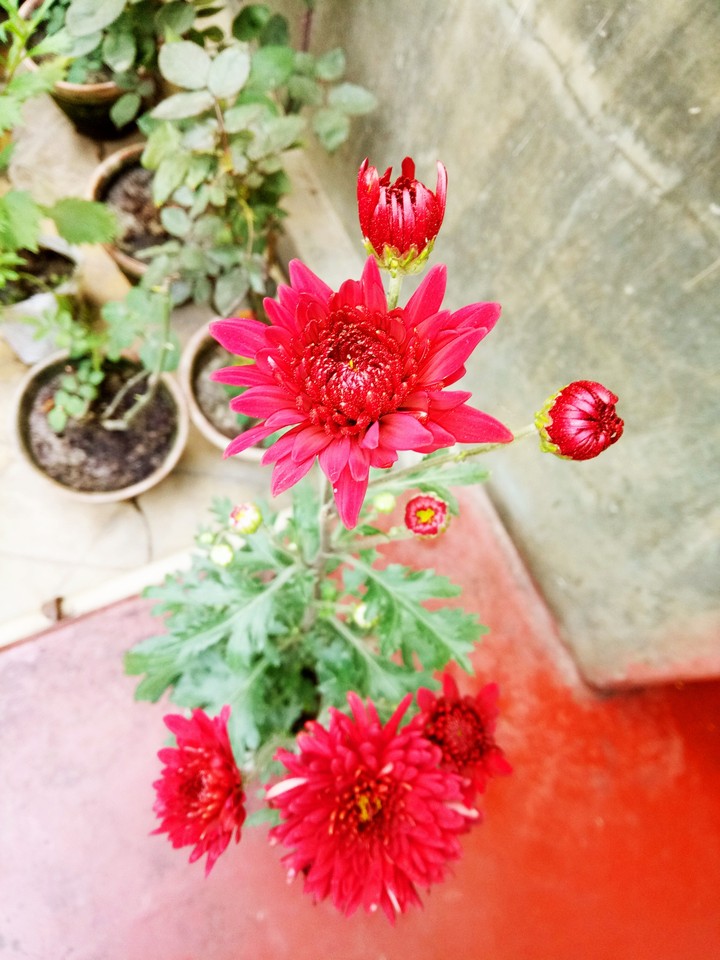 flower