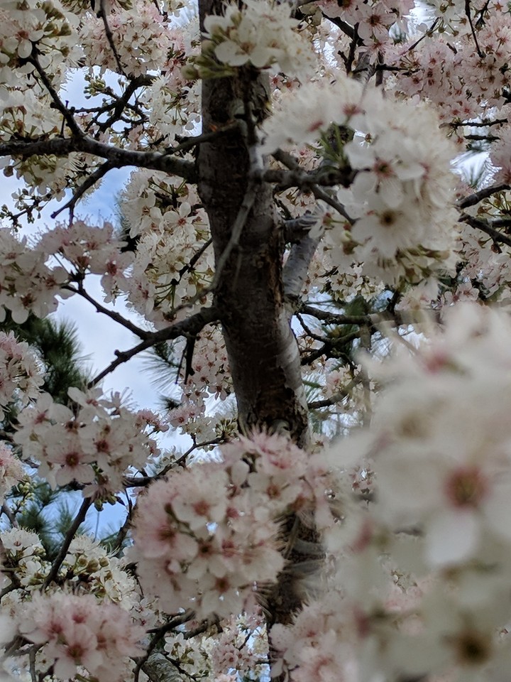 springtime