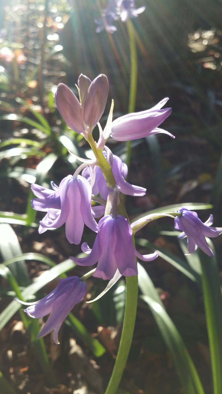 My little bluebell meadow