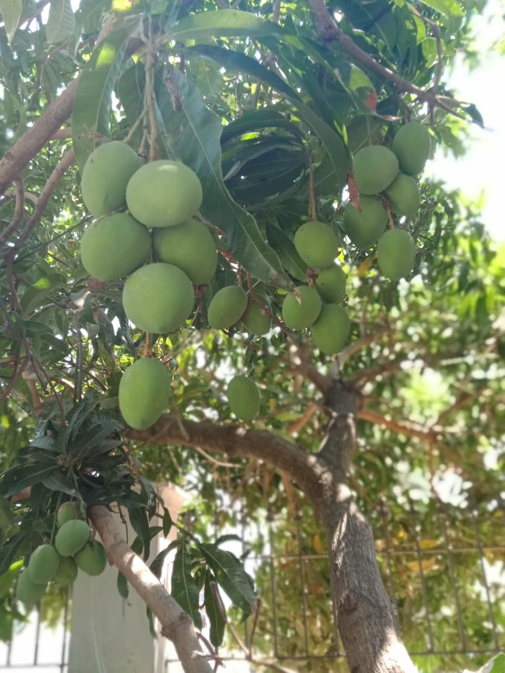 mango tree in my homeland