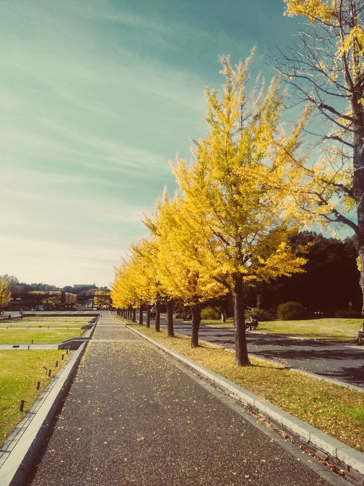 Ginkgo biloba