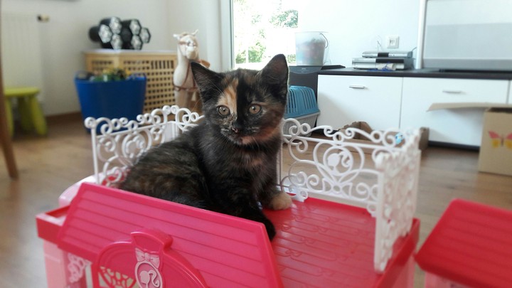 Katze