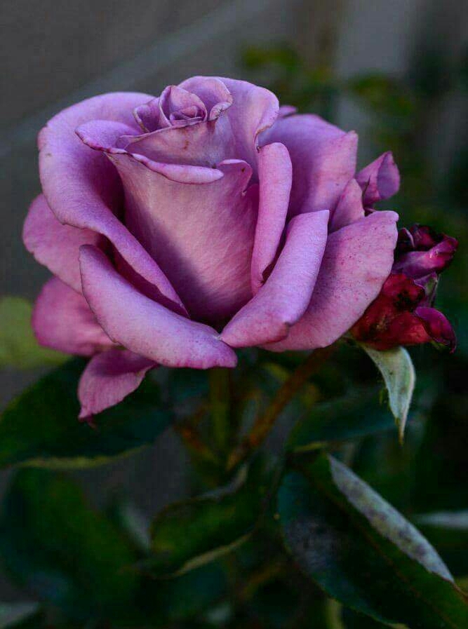 rose