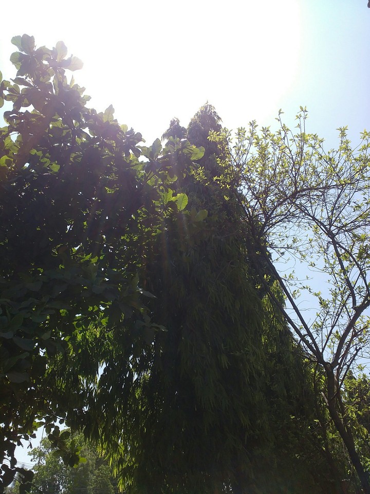 tree