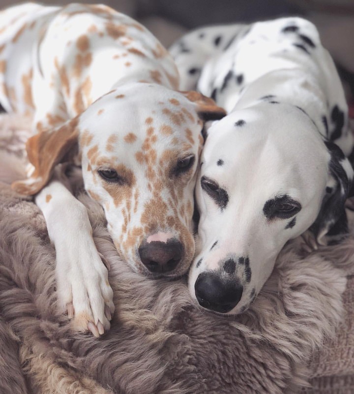Dalmatian