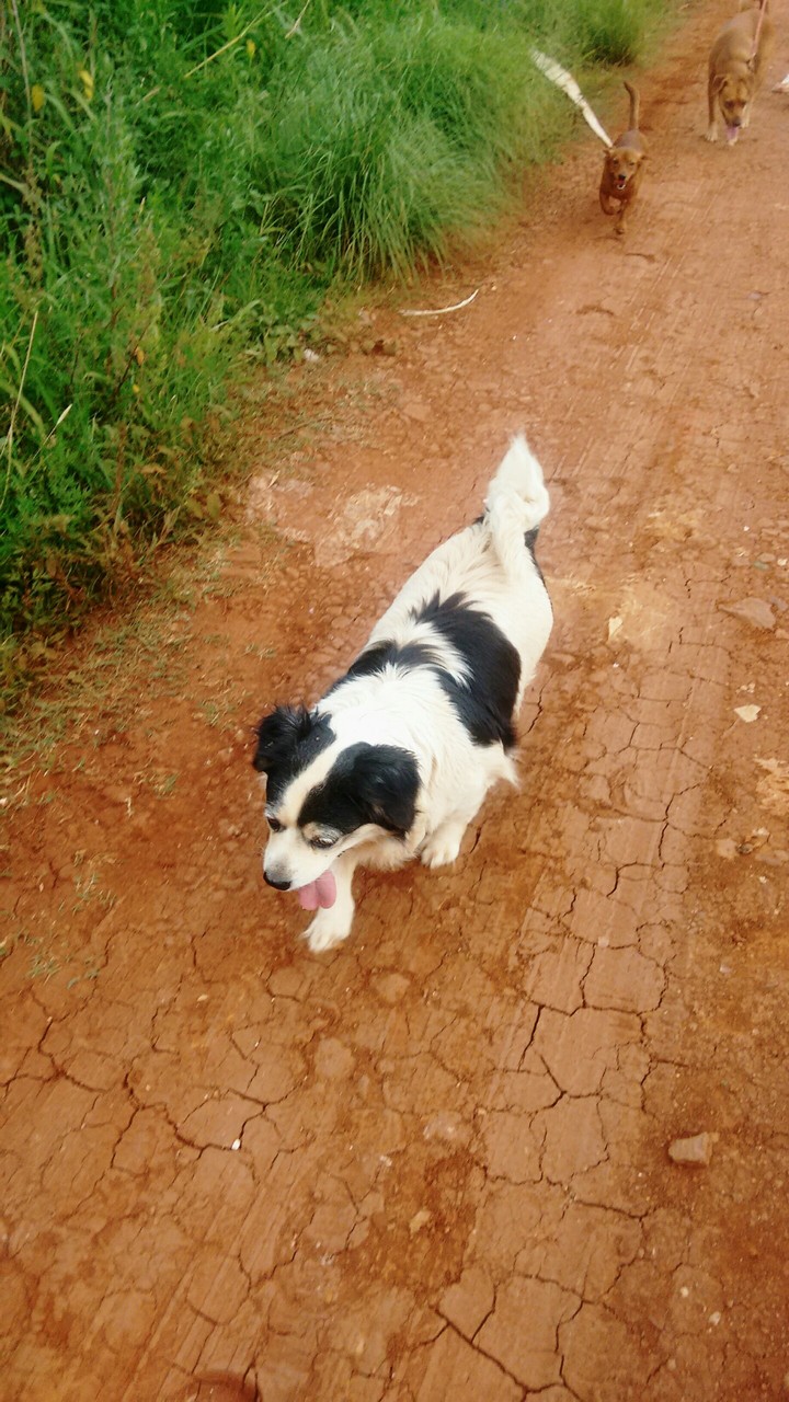 dog