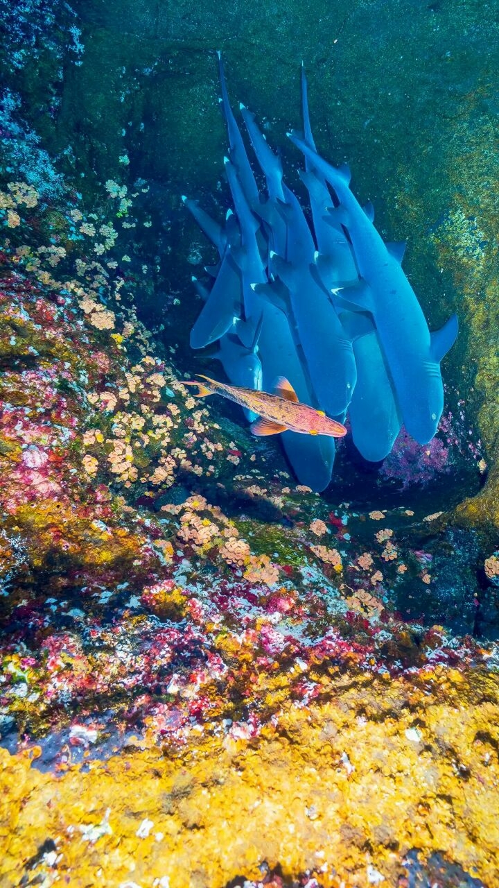 fish
