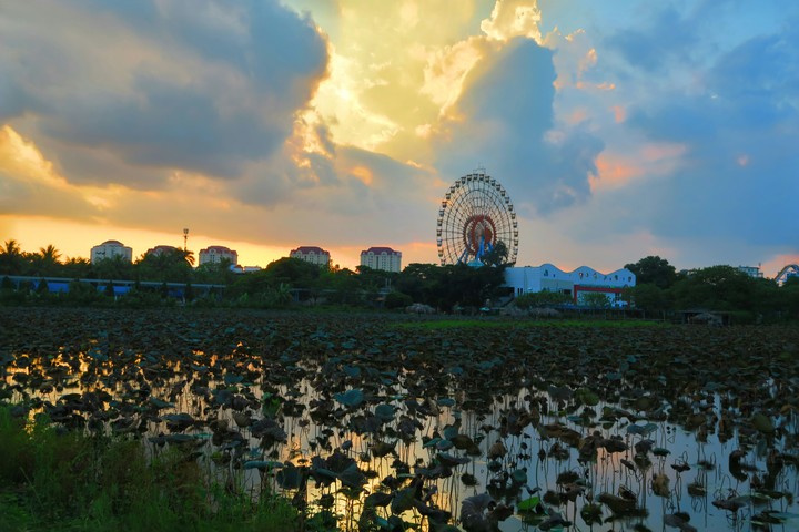Lotus