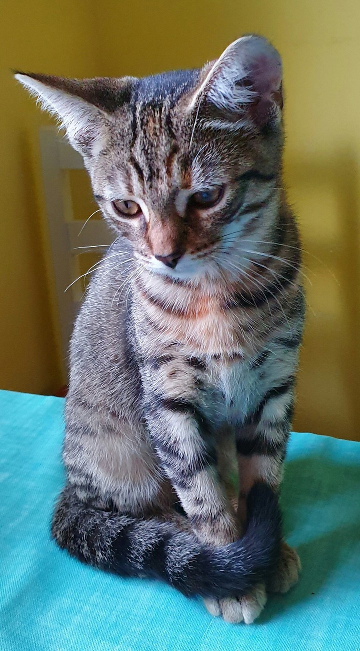 Lucy