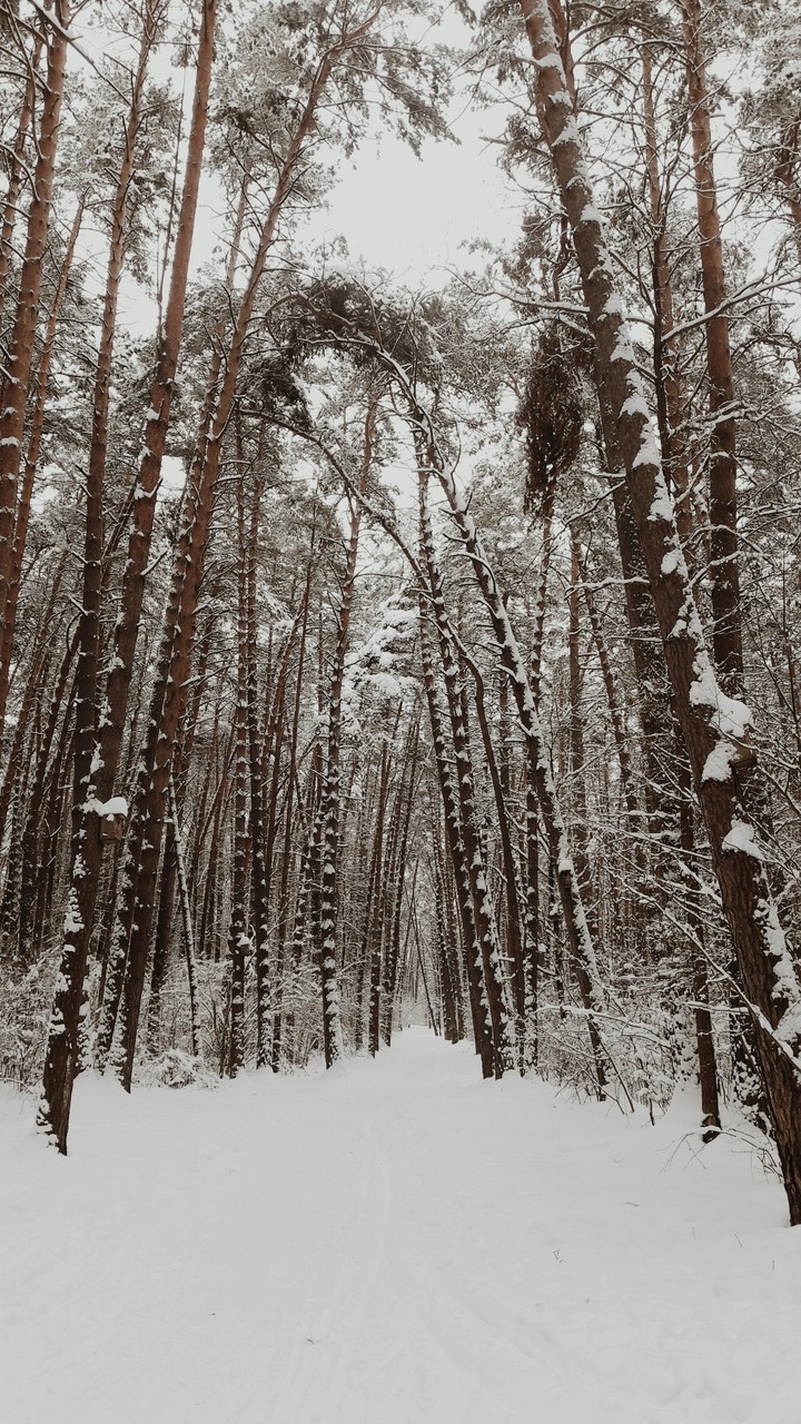 лес2