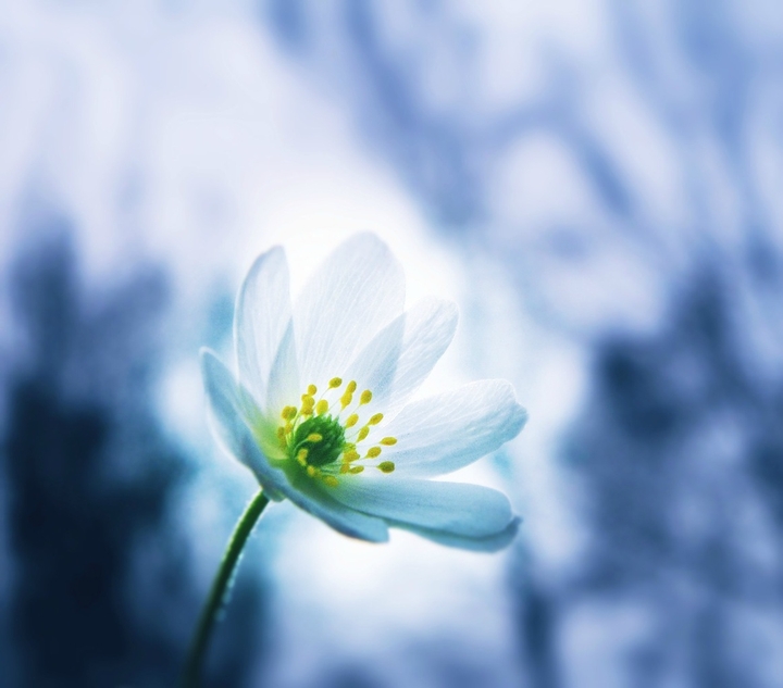 cold flower