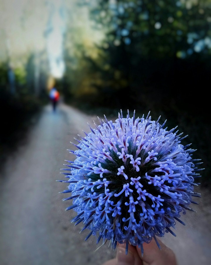 Thorn