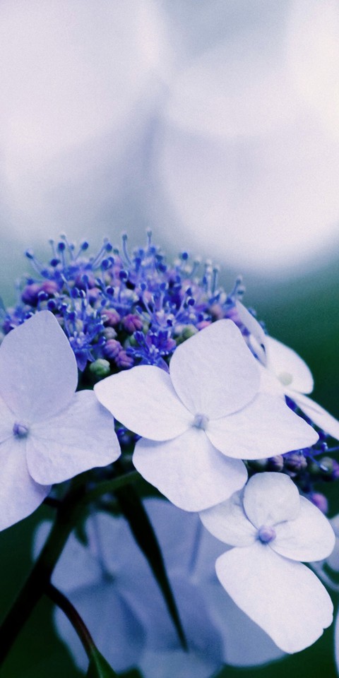hình nền groundcover, flower