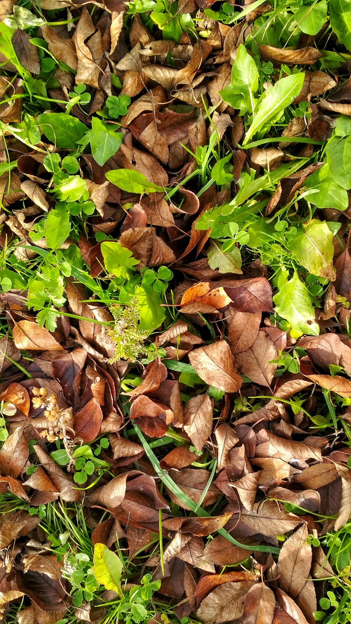 summer against autumn
