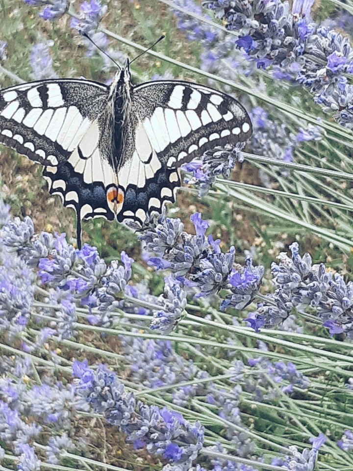 butterfly