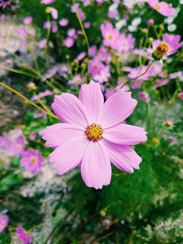 cosmos