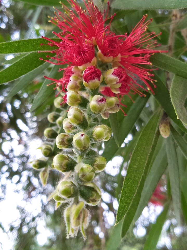 bottle brush
