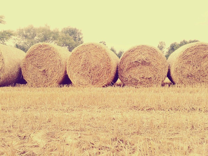 hay