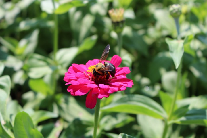 Pollination